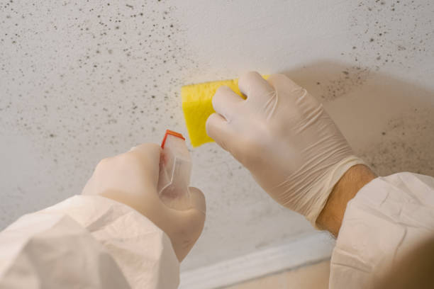 Best Residential Mold Inspection & Testing  in Mullens, WV