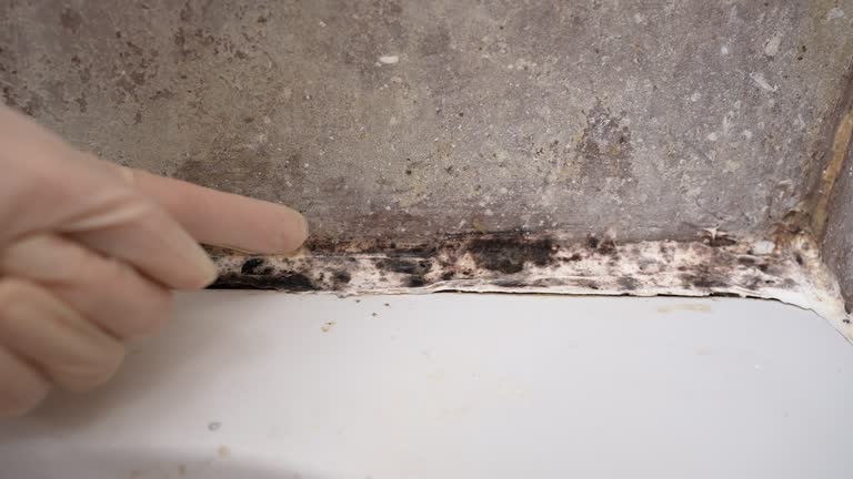 Best Attic Mold Removal  in Mullens, WV